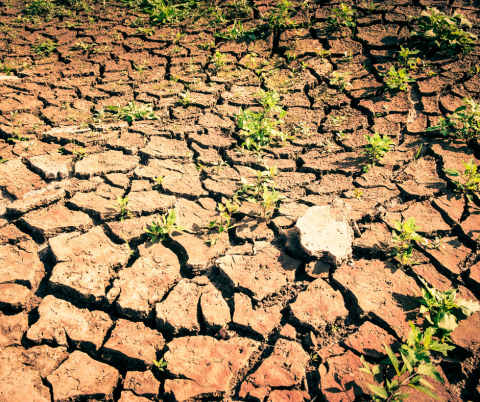 drought